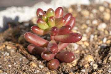 セダム　虹の玉