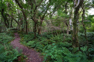 beautiful autumn path through fern and old trees