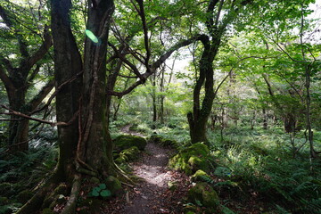 mossy rocks and old trees in autumn forest