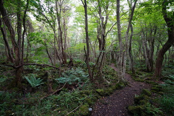 fine autumn forest with path