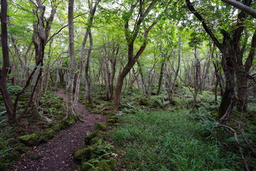 fine autumn forest with path