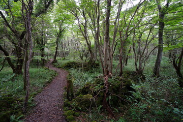 Fototapeta premium fine autumn forest with path