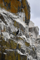 Black-faced Cormorant
