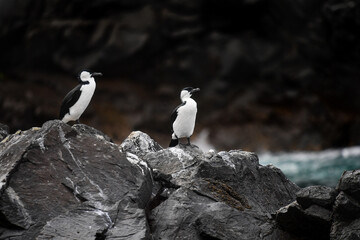 Black-faced Cormorants
