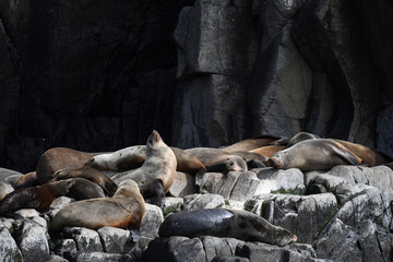 Australian Fur Seals