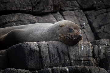 New Zealand Fur Seal