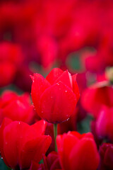 One in every crowd 2