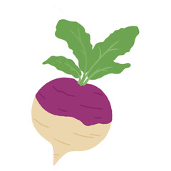 illustration of a radish