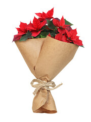 Red Poinsettia flowers in a craft paper wrapping cornet for Christmas and New Year present isolated...
