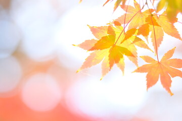 Naklejka na ściany i meble Japanese maple tree is changing leaves color 