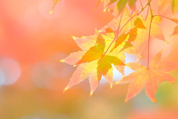 Naklejka na ściany i meble Japanese maple tree is changing leaves color 