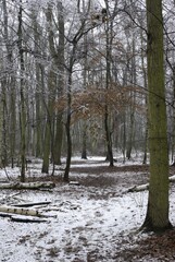 Zimowy las © citrus aurantium