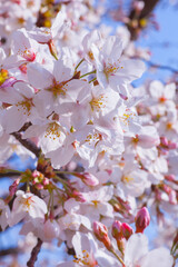 満開を迎えた美しい桜の花