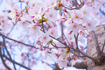満開を迎えた美しい桜の花