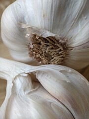 close up of garlic on the table