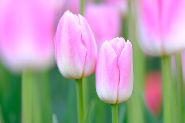 pink tulips in full blooming