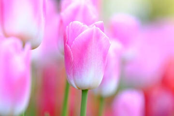 Obraz na płótnie Canvas pink tulips in full blooming