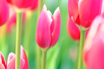 pink tulips in full blooming
