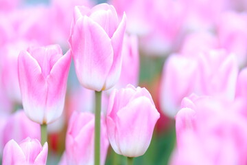 pink tulips in full blooming