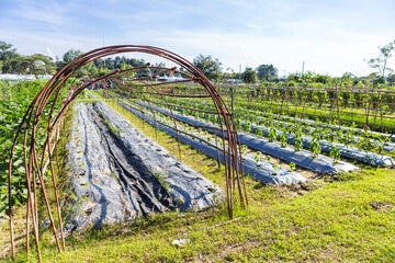 Organic vegetable farming in North of Thailand, Agriculture industry