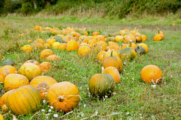 Pumpkins for sale in Hampshire - 557103061