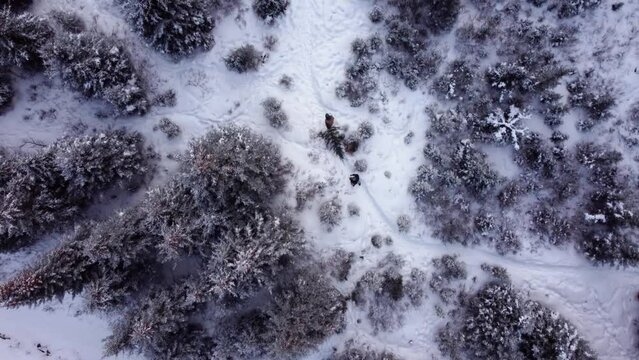 Aerial shot of two men walking in snowy forest with christmas tree