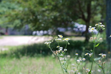 ヤナギバヒメギク