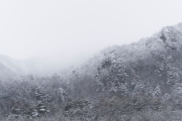 吹雪の日に撮影した、山の木々に雪が積もった写真