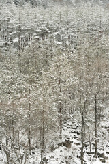 雪が積もった森林の全景