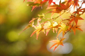 もみじ