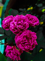 bunch of pink roses