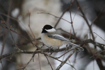 Obraz premium Bird Resting On Branch, Whitemud Park, Edmonton, Alberta