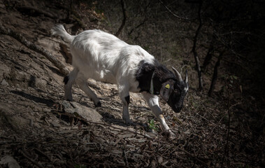 Ziege im Wald
