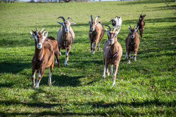Teutoburger Waldziegen
