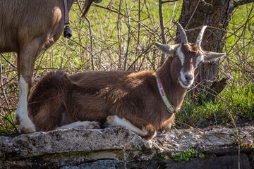 Teutoburger Waldziegen