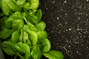 Romaine lettuce on the ground.Fresh herbs and vegetables from your garden. Lettuce plant set on the ground close-up.Growing pure bio vegetables in your own garden.