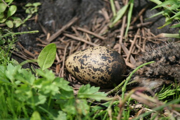 nest with egg