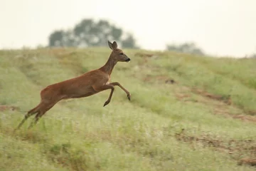 Fototapeten jumping roe deer © LIMARIO