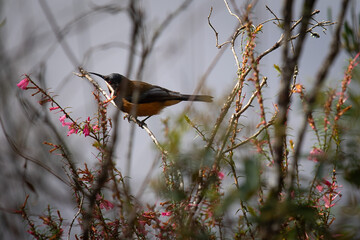Eastern Spinebill (Acanthorhynchus tenuirostris)