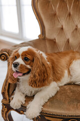 Cute cavalier king charles spaniel lying on a chair