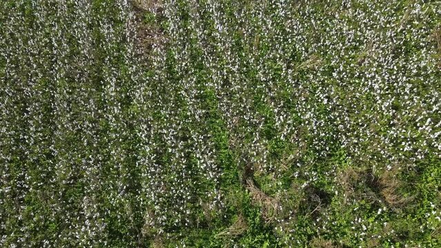 Cotton farm in southern Georgia - drone view