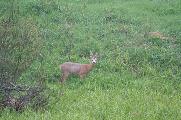 old roe deer male 