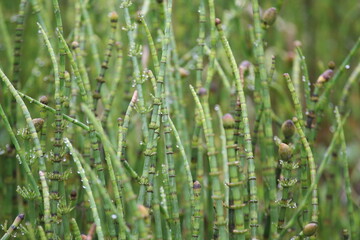 Obraz premium water horsetail, swamp horsetail, Equisetum fluviatile