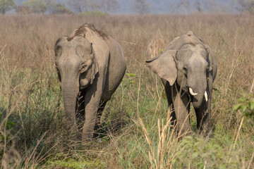 Fototapeta premium Indian elephant (Elephas maximus indicus) or tusker in the jungle of Jim corbett national park, India.