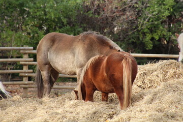 Fototapeta premium horse and foal in a field