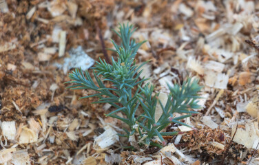 A young sequoia tree in the garden protected in winter with sawdust so as not to freeze