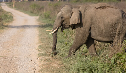 Fototapeta na wymiar Indian elephant (Elephas maximus indicus) or tusker in the jungle of Jim corbett national park, India.