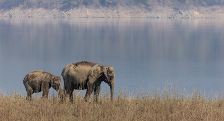 Indian elephant (Elephas maximus indicus) or tusker in the jungle of Jim corbett national park,...