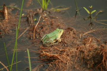 frog in the pond