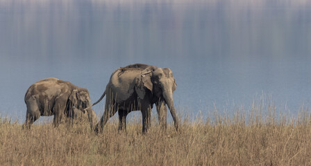 Obraz premium Indian elephant (Elephas maximus indicus) or tusker in the jungle of Jim corbett national park, India.